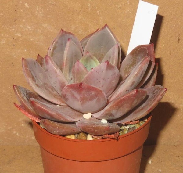 Echeveria cv Wine Red Champagne New!!!