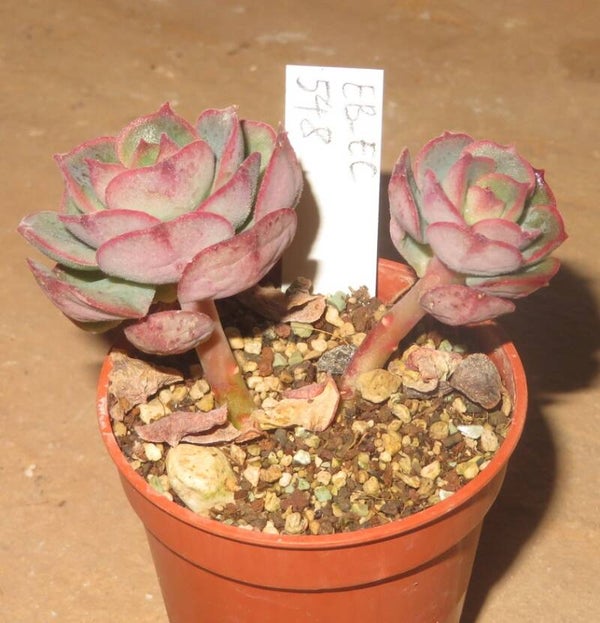 Echeveria cv Nicksana - 2 Blätter / Blattstecklinge