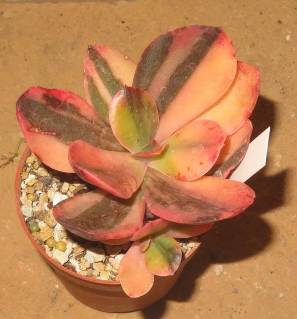 Echeveria cv Primadonna variegata