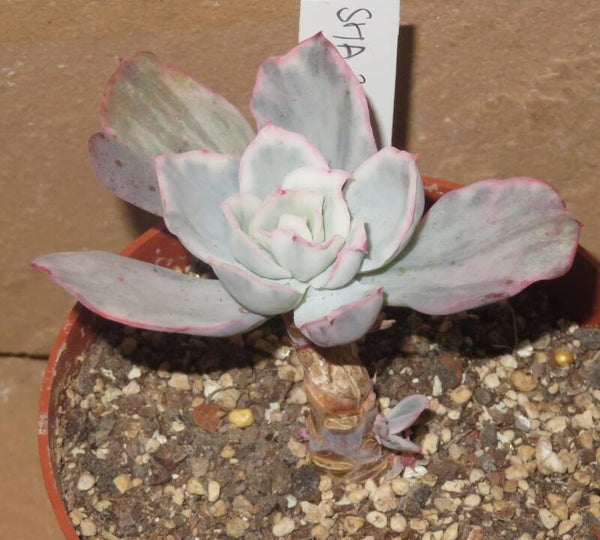 Echeveria cv Berkeley Light variegata