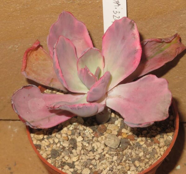 Echeveria cv FLYING CLOUD variegata