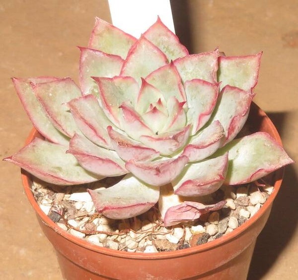 Echeveria cv Moon Goddess - 2 Blätter / Blattstecklinge