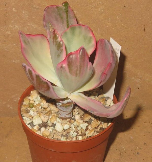 Echeveria cv FLYING CLOUD variegata
