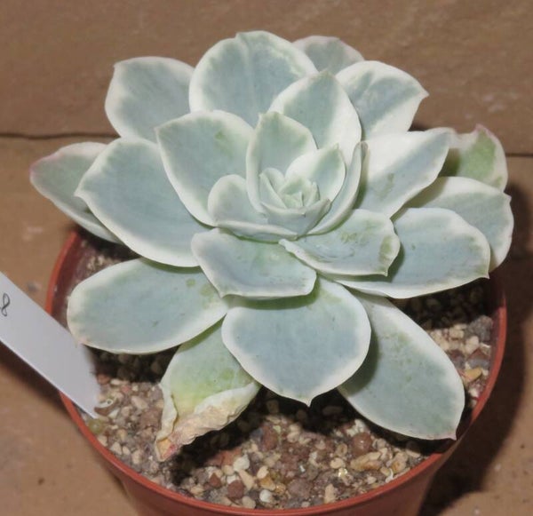 Echeveria cv Lemon Rose variegata