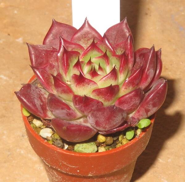 Echeveria cv Sarang - 2 Blätter / Blattstecklinge