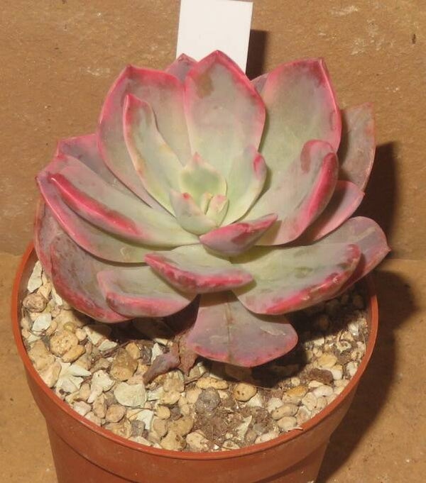 Echeveria cv Pink Harin variegata
