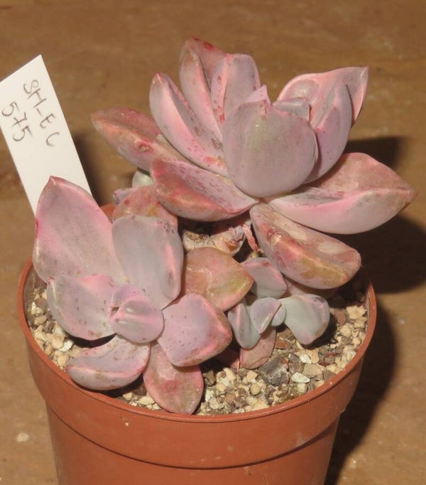 Graptoveria cv Mrs Richards variegata