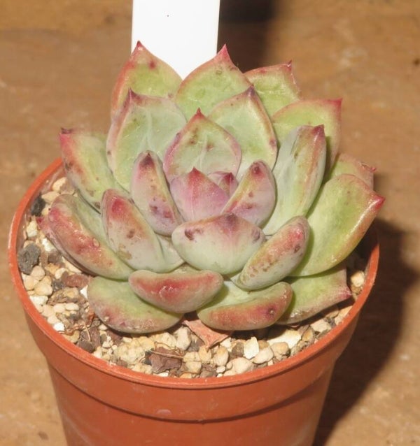 Echeveria cv Bloody Mary - 2 Blätter / Blattstecklinge