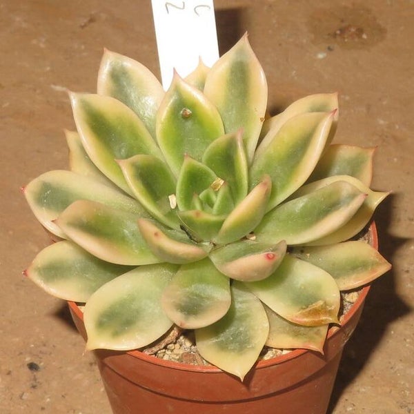 Echeveria agavoides cv Coffee variegata