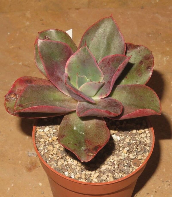 Echeveria cv Minigosaong