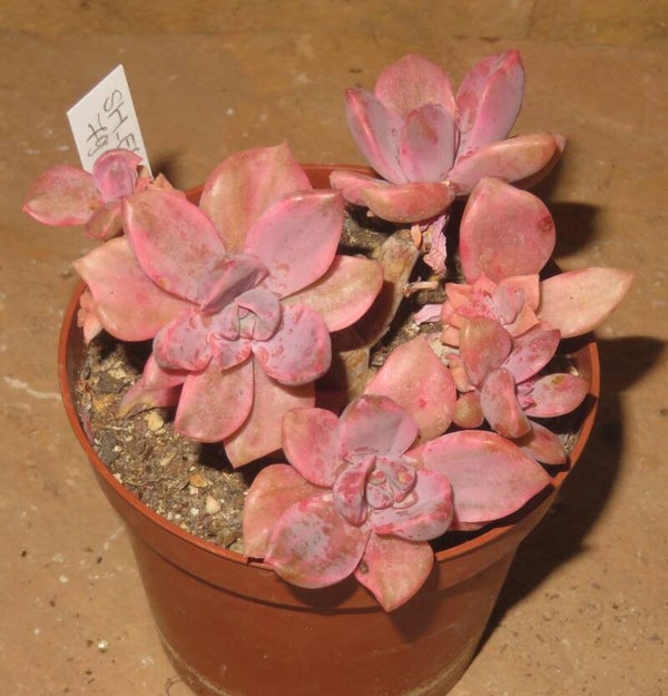 Graptoveria cv Mrs Richards variegata  GRUPPE