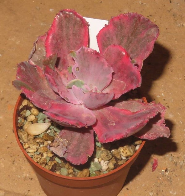 Echeveria cv Amazing Dreams variegata