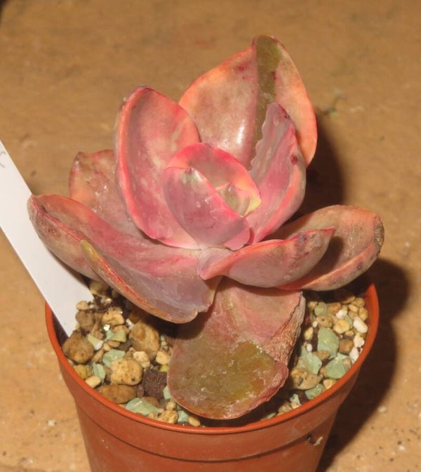 Echeveria cv Golden State variegata