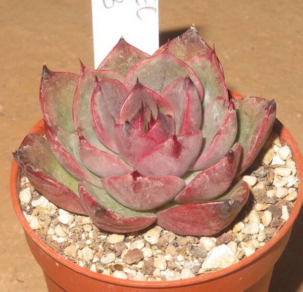 Echeveria cv Spicy - 2 Blätter / Blattstecklinge