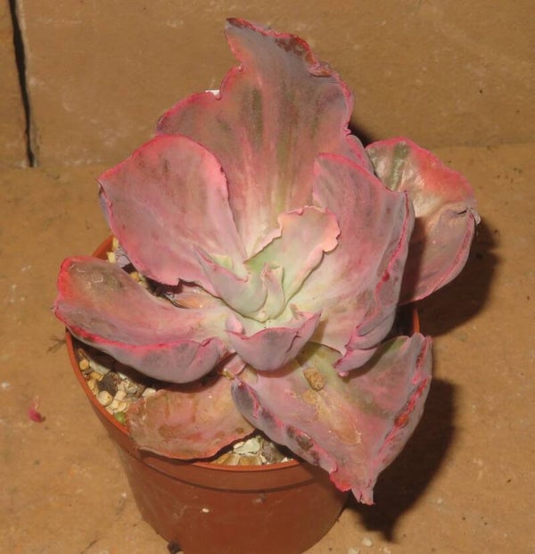 Echeveria cv Angels Cloud variegata