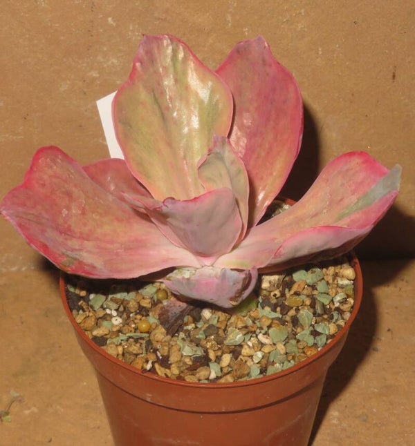 Echeveria cv Pinky variegata