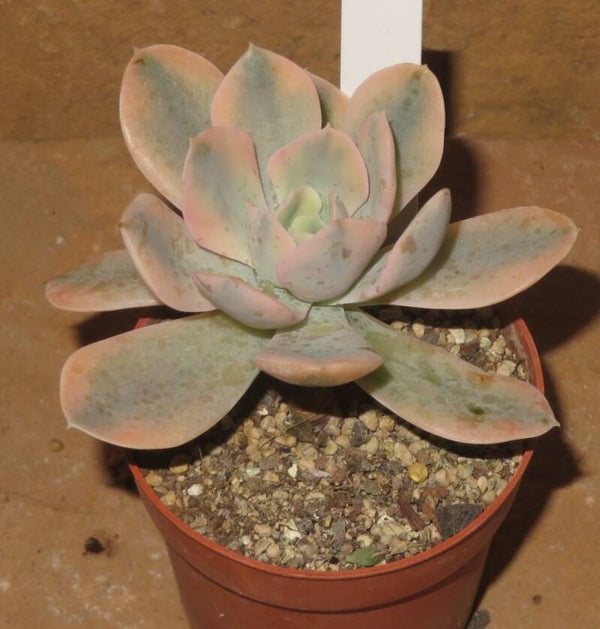 Echeveria runyonii 'AKAIHOSI' variegata