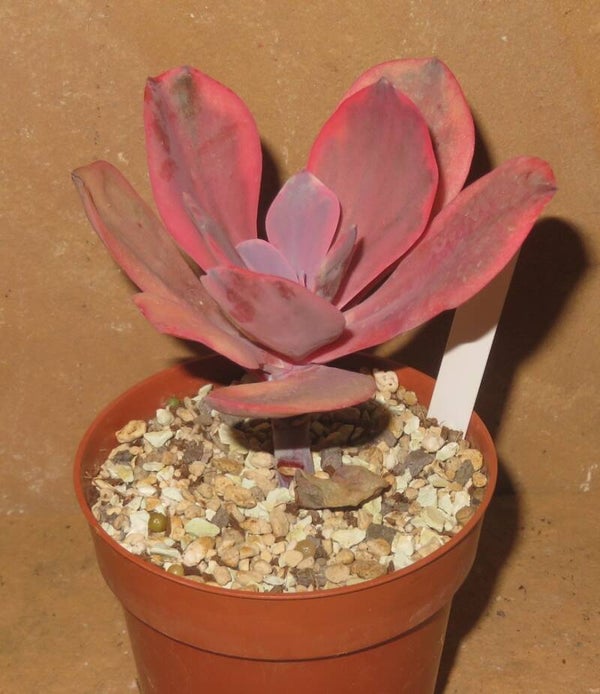 Echeveria cv Angel Wings variegata