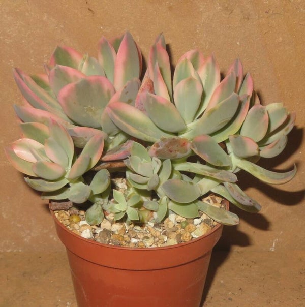 Echeveria cv Pink Vera variegata Große Pflanze