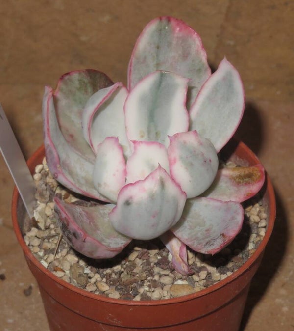 Echeveria cv Berkeley Light variegata