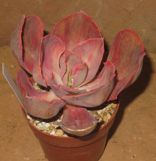 Echeveria cv Chantilly Rainbow Rose variegata