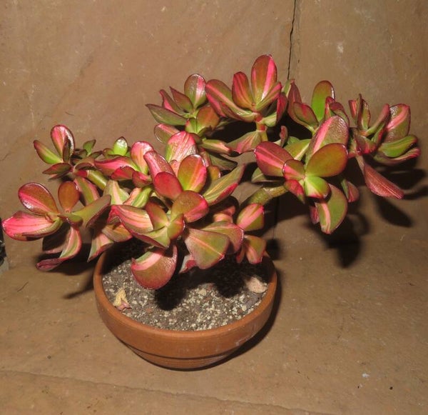 Crassula argentea cv Mikaeri Bijin variegata - Große Pflanze