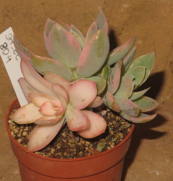 Echeveria cv Pink Vera variegata