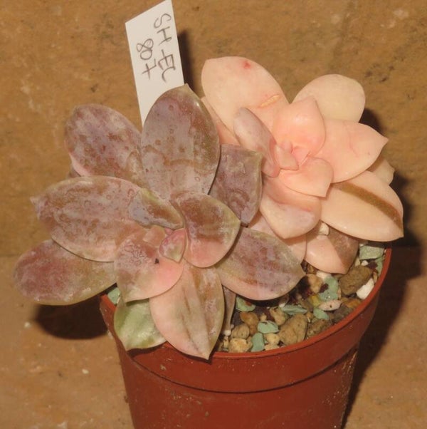 Graptopetalum superbum variegata