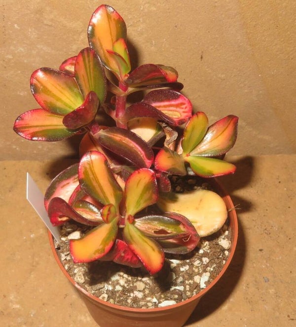 Crassula argentea cv Mikaeri Bijin variegata