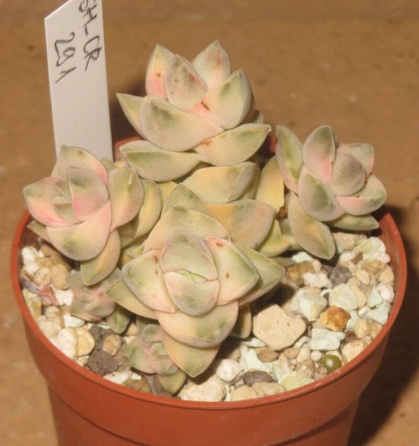 Crassula cv Mooglow variegata - Größere Pflanze mit 6 Köpfen