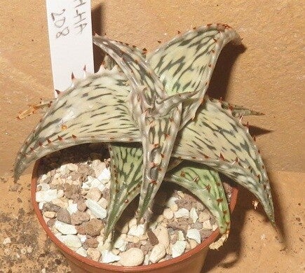 Aloe somaliensis