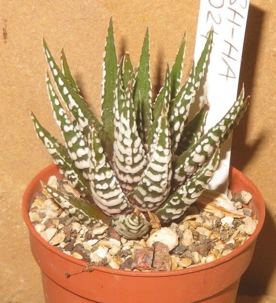 Haworthia fasciata cv Alba - Big Band
