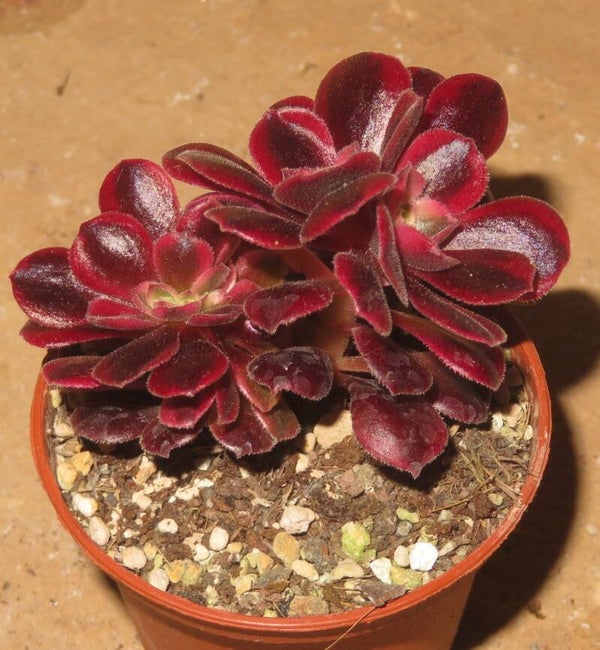 Aeonium cv Medusa cristata variegata