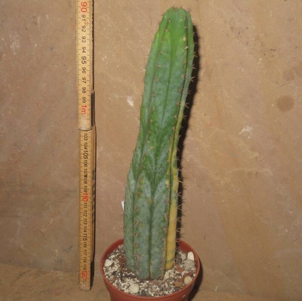 Trichocereus pachanoi variegata - Echinopsis San Pedro Cactus