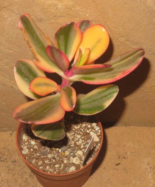 Crassula argentea cv Maruba NISHIKI variegata