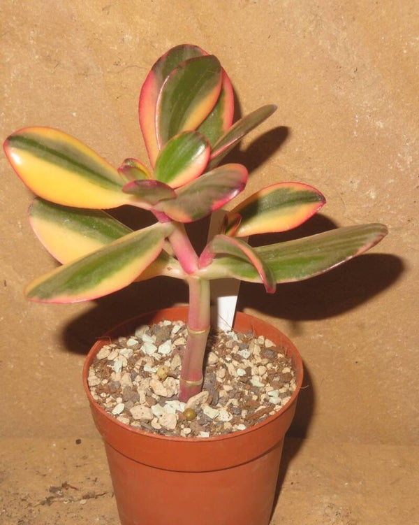 Crassula argentea cv Maruba NISHIKI variegata