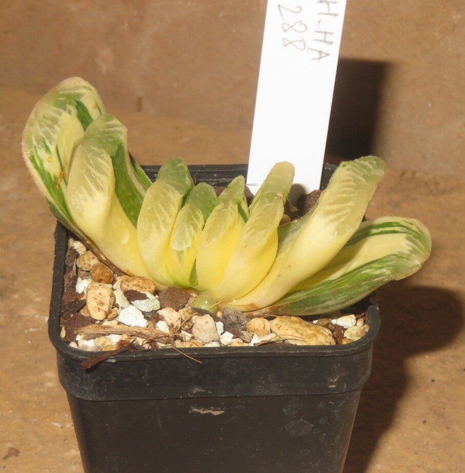 Haworthia truncata cv Lime Green variegata