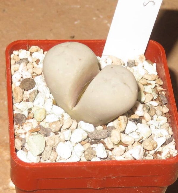 Lithops ruschiorum v. ruschiorum