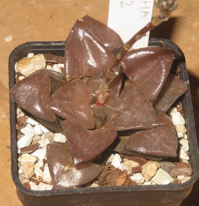 Haworthia correcta cv Wineglass