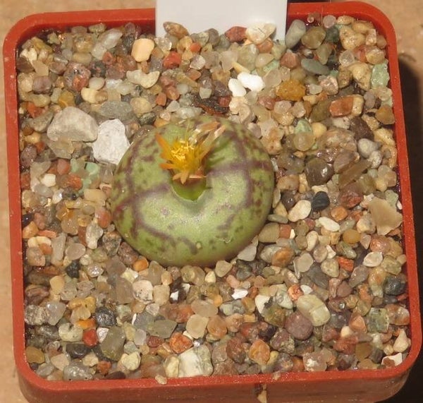 Conophytum maughanii X C. minimum