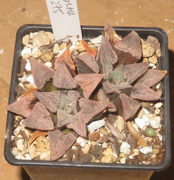 Haworthia pygmaea cv Pink Beauty