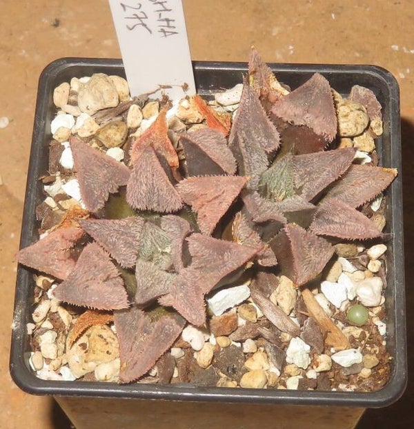 Haworthia pygmaea cv Pink Beauty