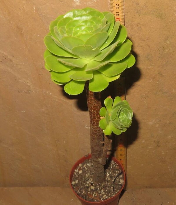 Aeonium arboreum magnificum