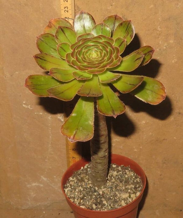 Aeonium arboreum rubrolineatum