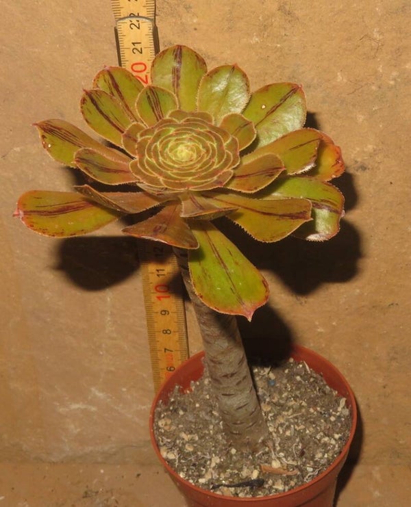 Aeonium arboreum rubrolineatum
