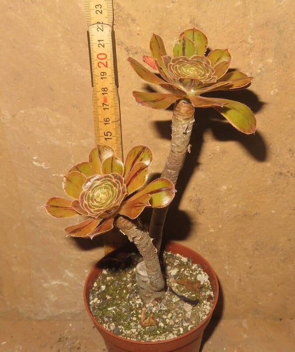 Aeonium arboreum rubrolineatum
