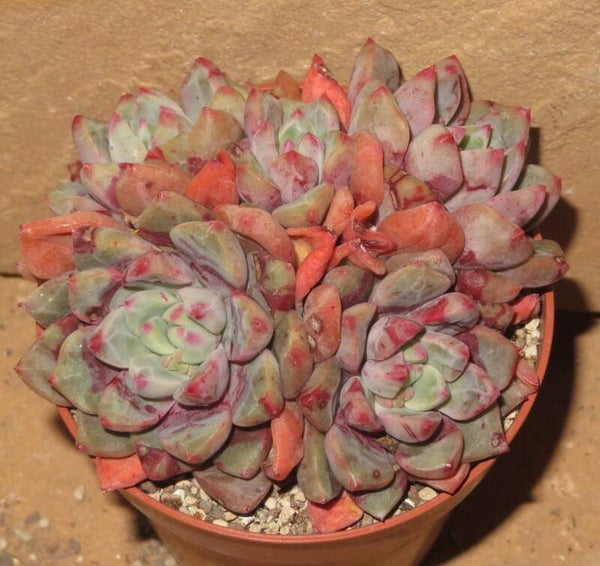 Echeveria cv Jelly Jam - 2 Blätter / Blattstecklinge
