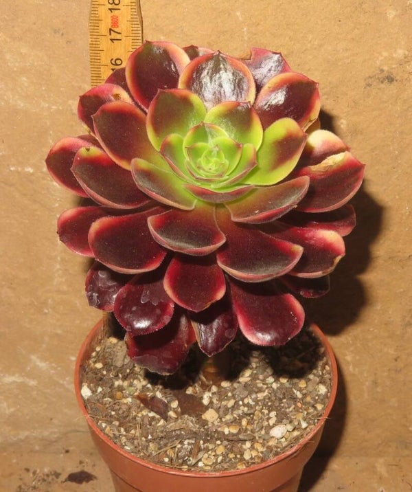Aeonium cv SuperBang