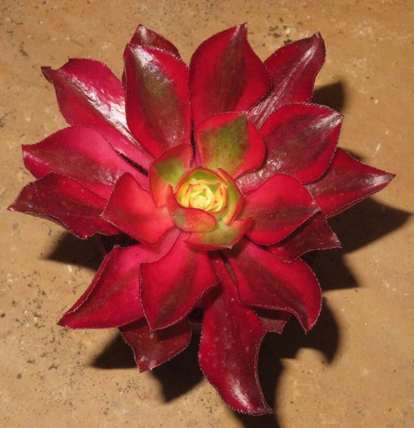 Aeonium cv Phantom variegata
