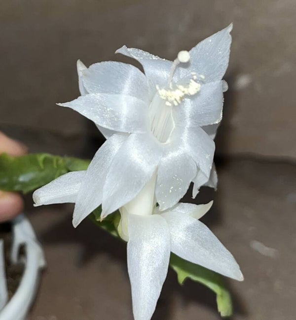 Schlumbergera cv Angel Dance reinweiße Blüte – Weihnachtskaktus Blattkaktus
